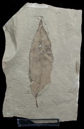 Fossil Allophylus flexifolia Leaf - Green River Formation #2325